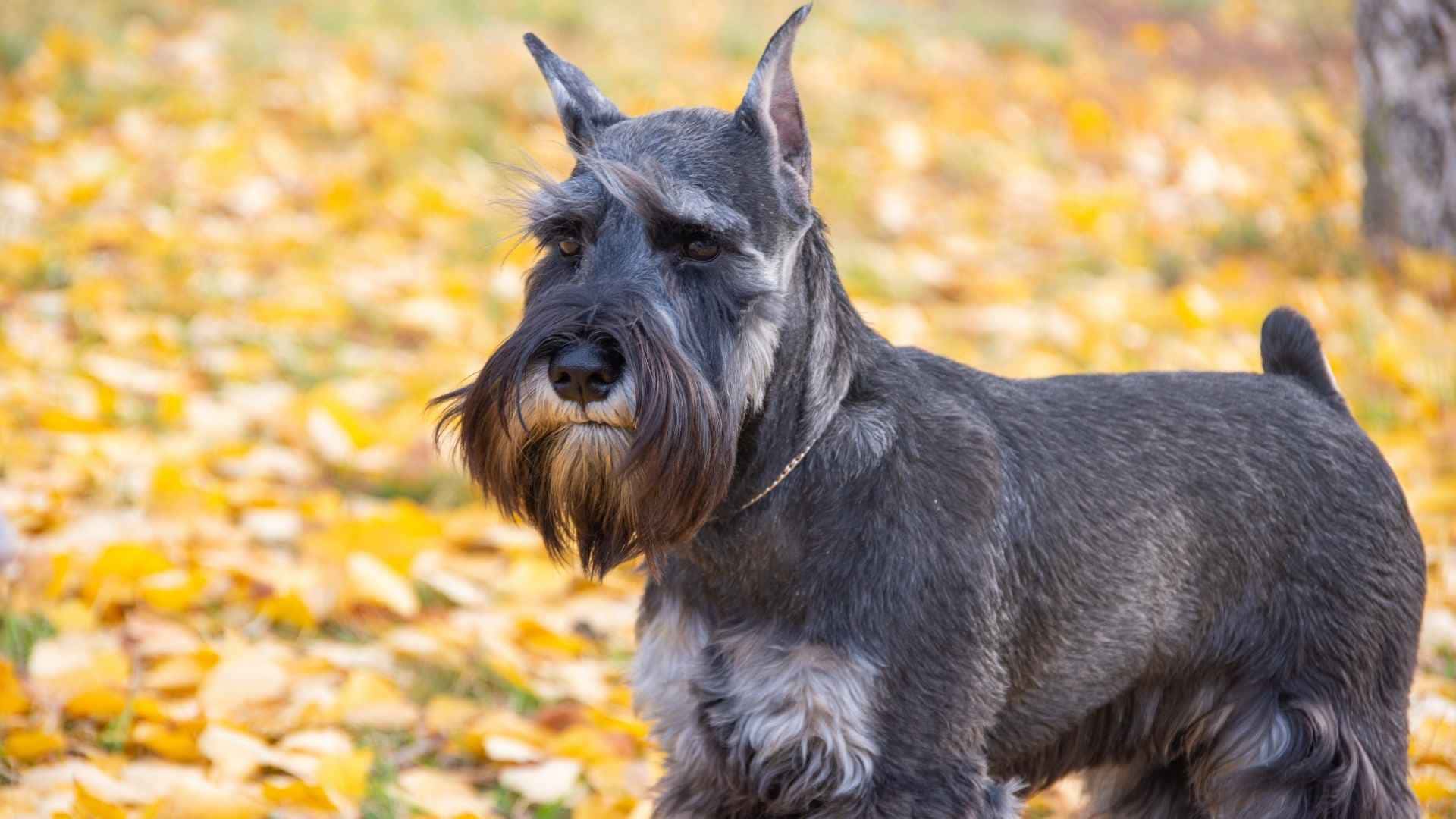 Schnauzer despues del stripping